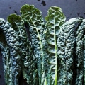 What is the most powerful superfood on earth?