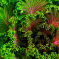 What is the number one healthiest food?